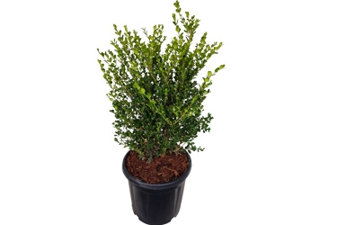 20L Buxus Green Gem.jpg